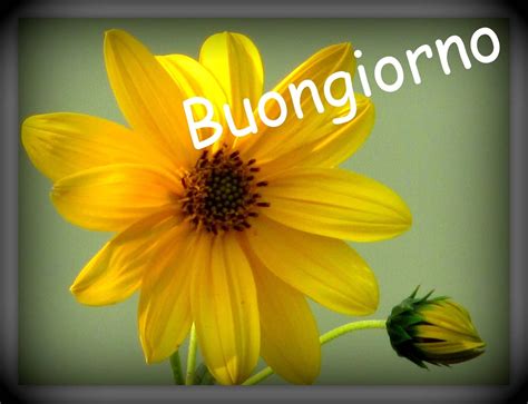 affettuoso buongiorno tulipani|Immagini gratuite con la scritta “Buongiorno”. 120 cartoline e foto。